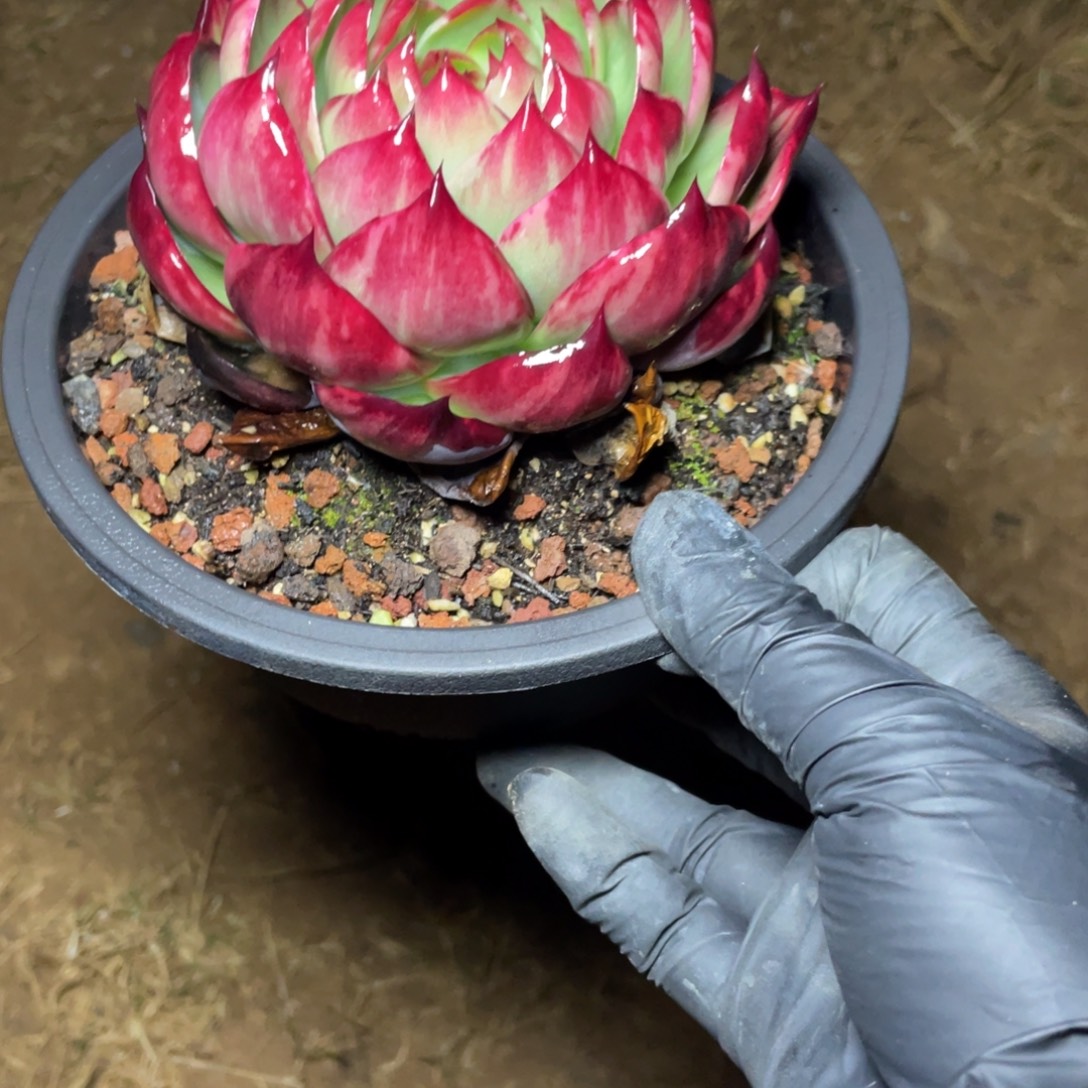 顺***g惊鸿仙子一物一拍