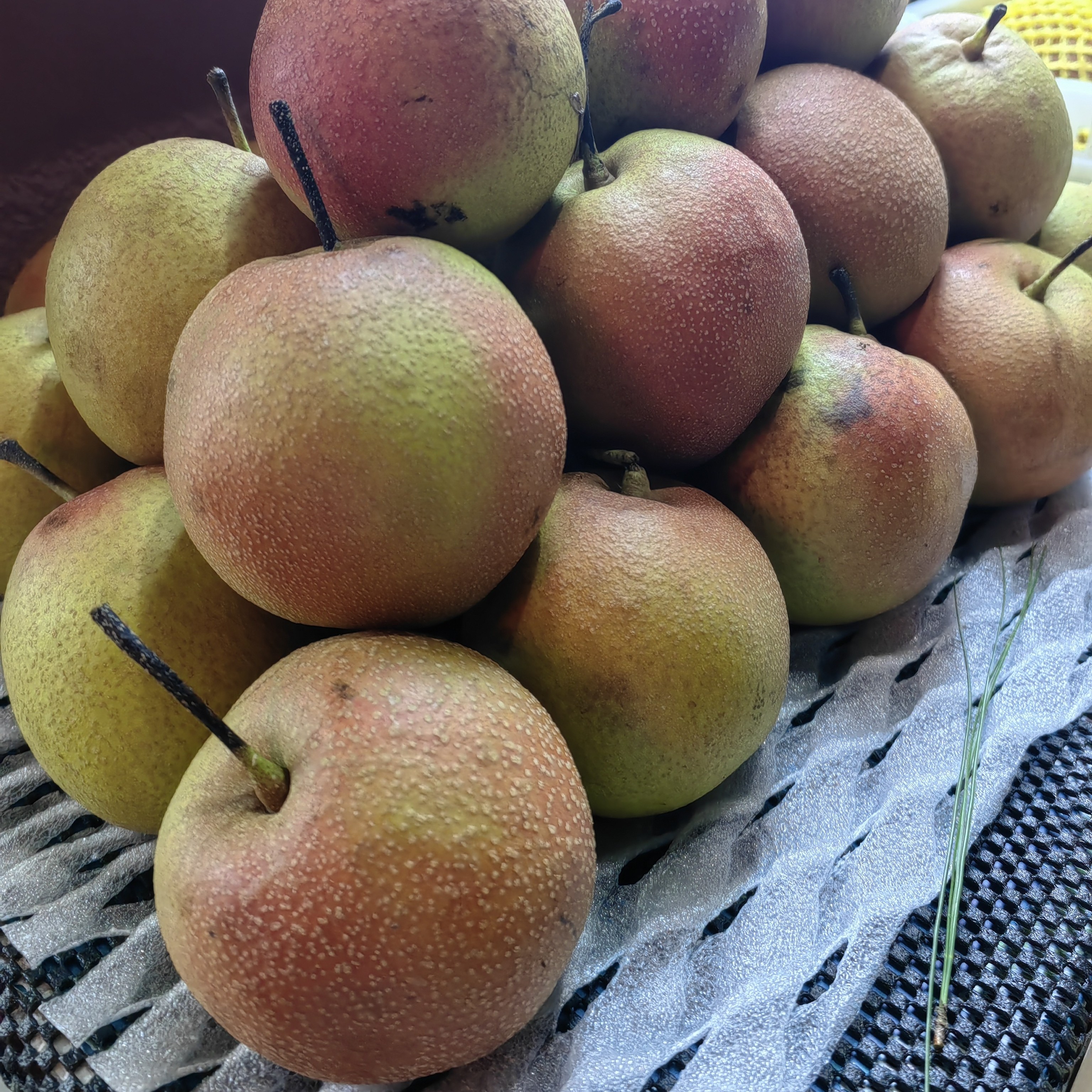 清甜可口特别新鲜松针梨3斤水果新鲜现摘