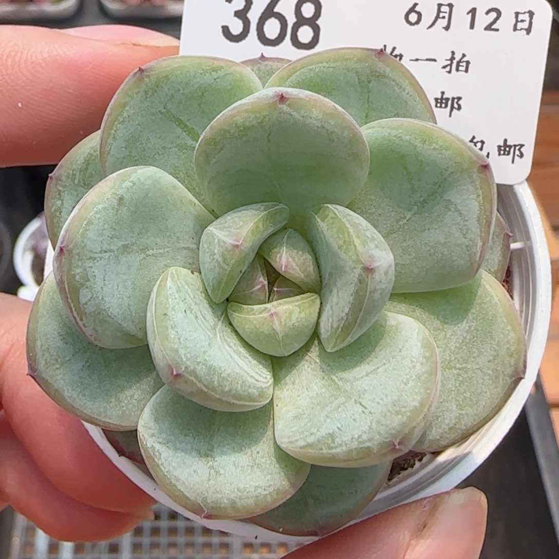 0612-368星星珍妮