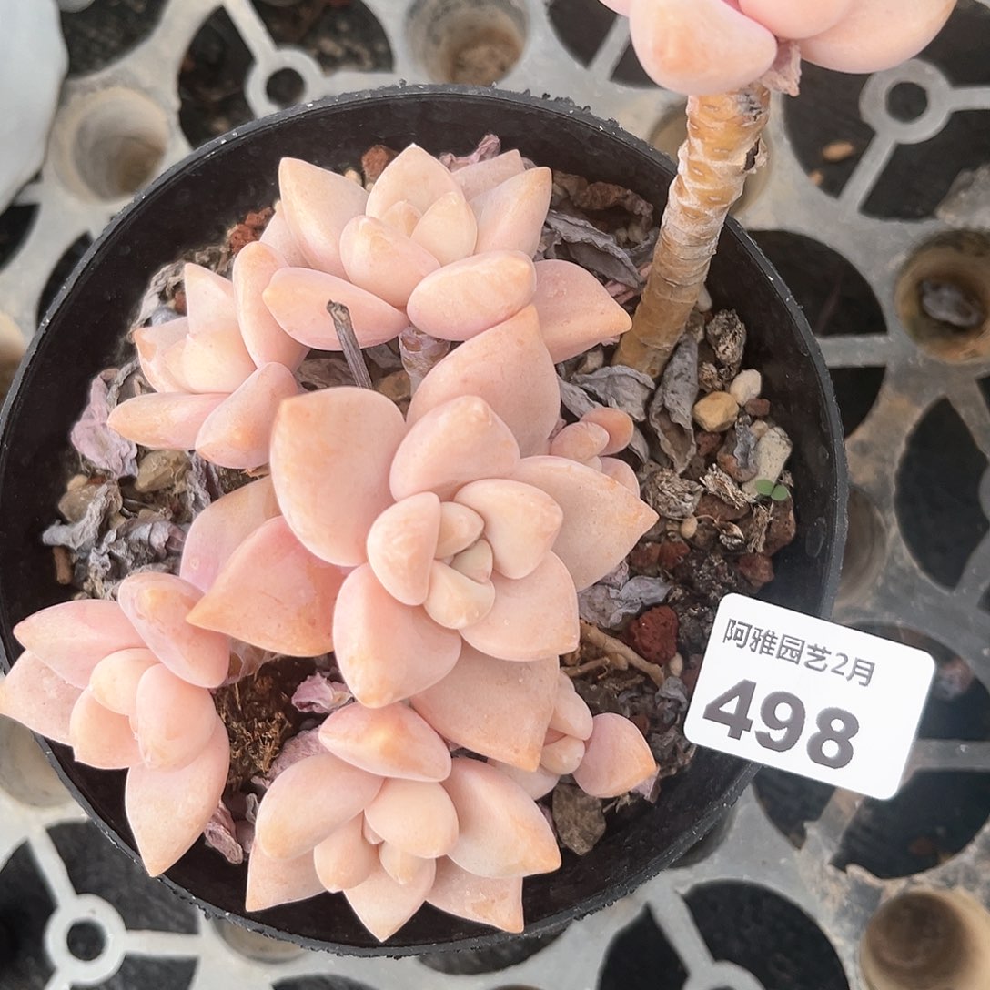 阿雅园艺。        498