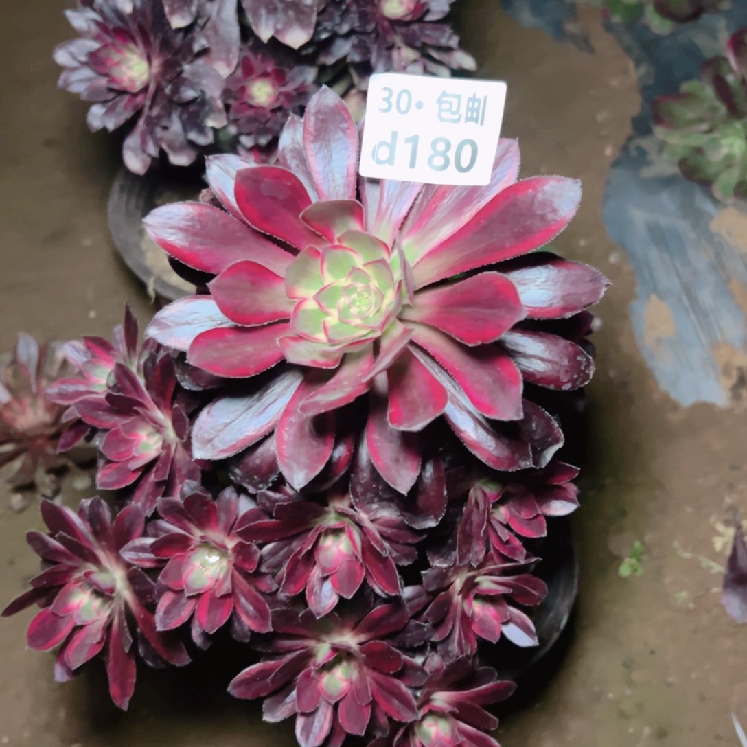 180芬迪多肉法师