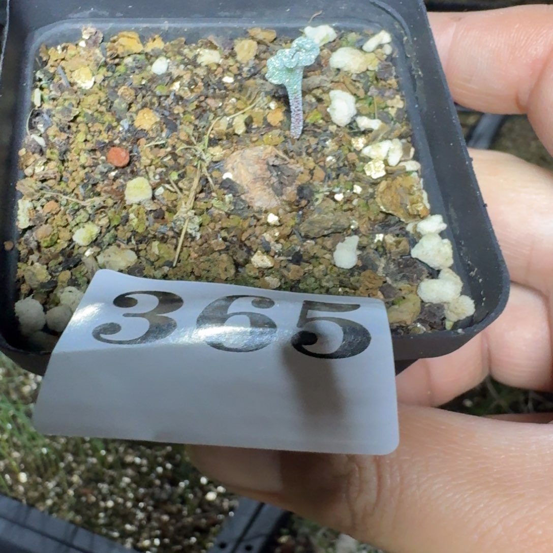 冰晶海带多肉植物