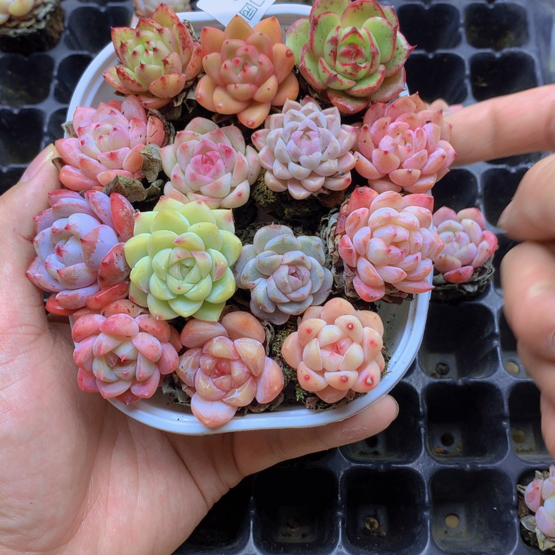 我要睡觉了哦我012