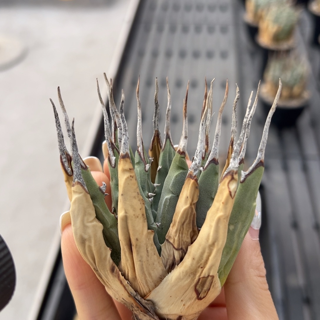 无花朵妖炎生桩福利