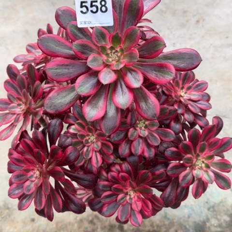 558香奈儿多肉30厘米左右