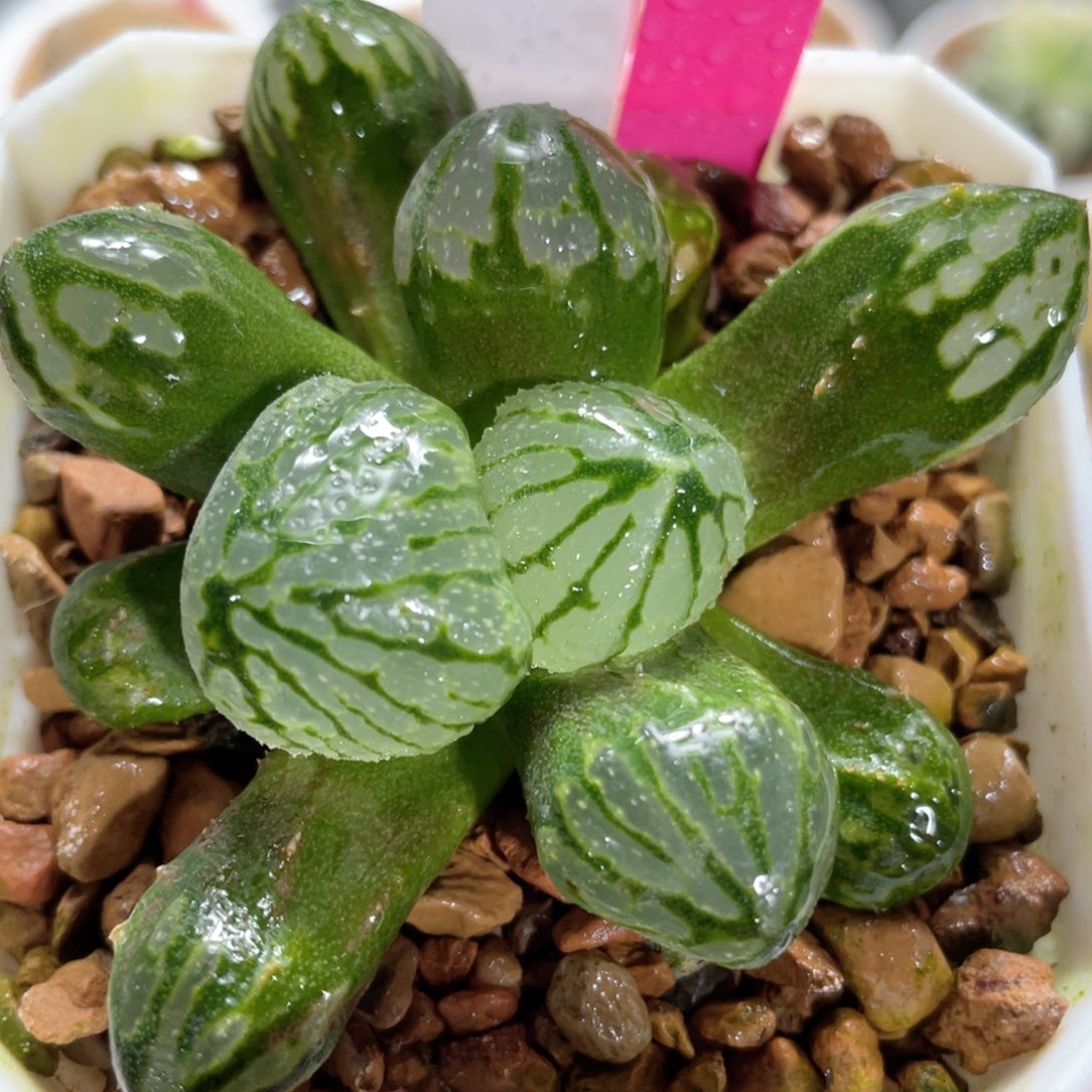 99巨大月光宝盒。