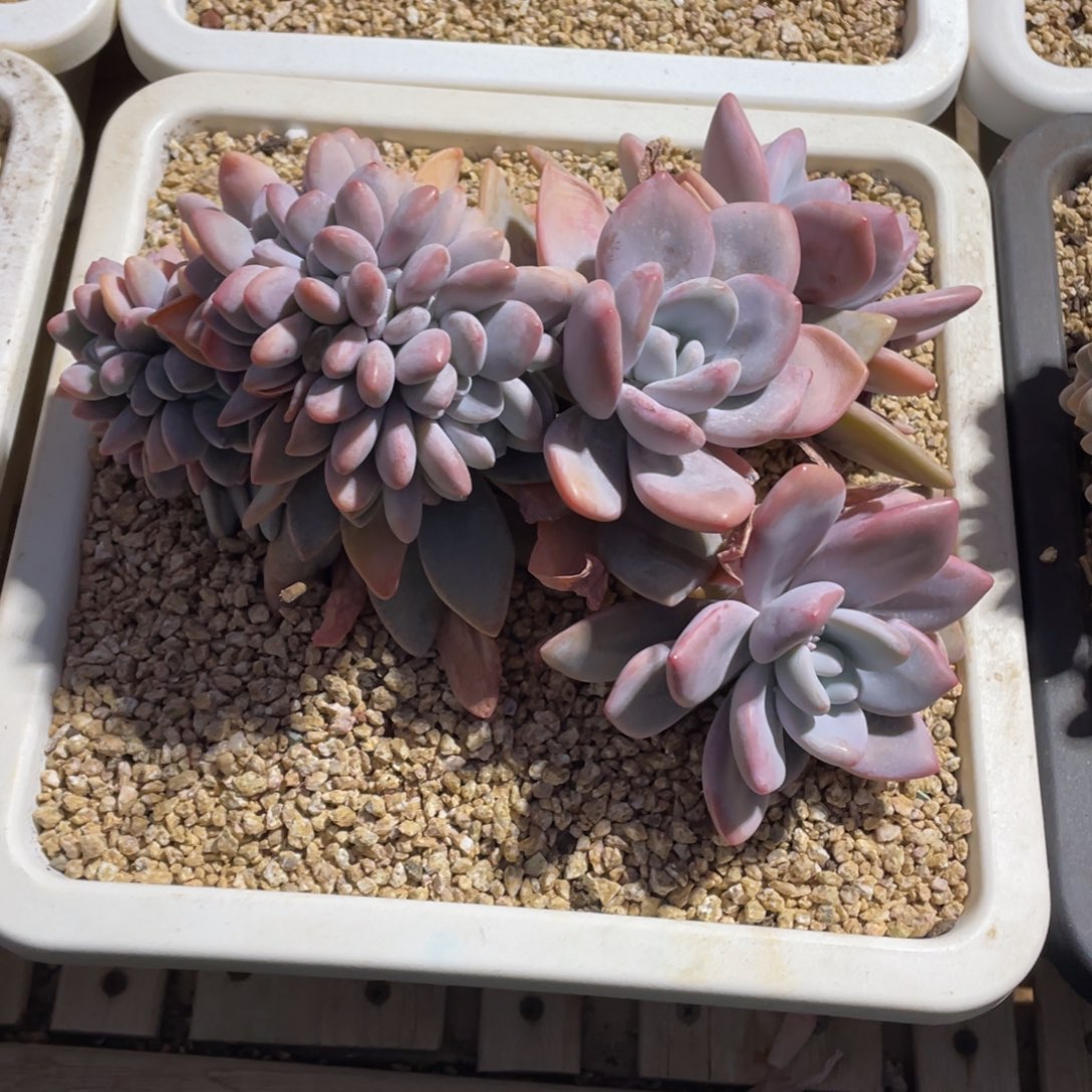 豆总多肉粉兔缀化