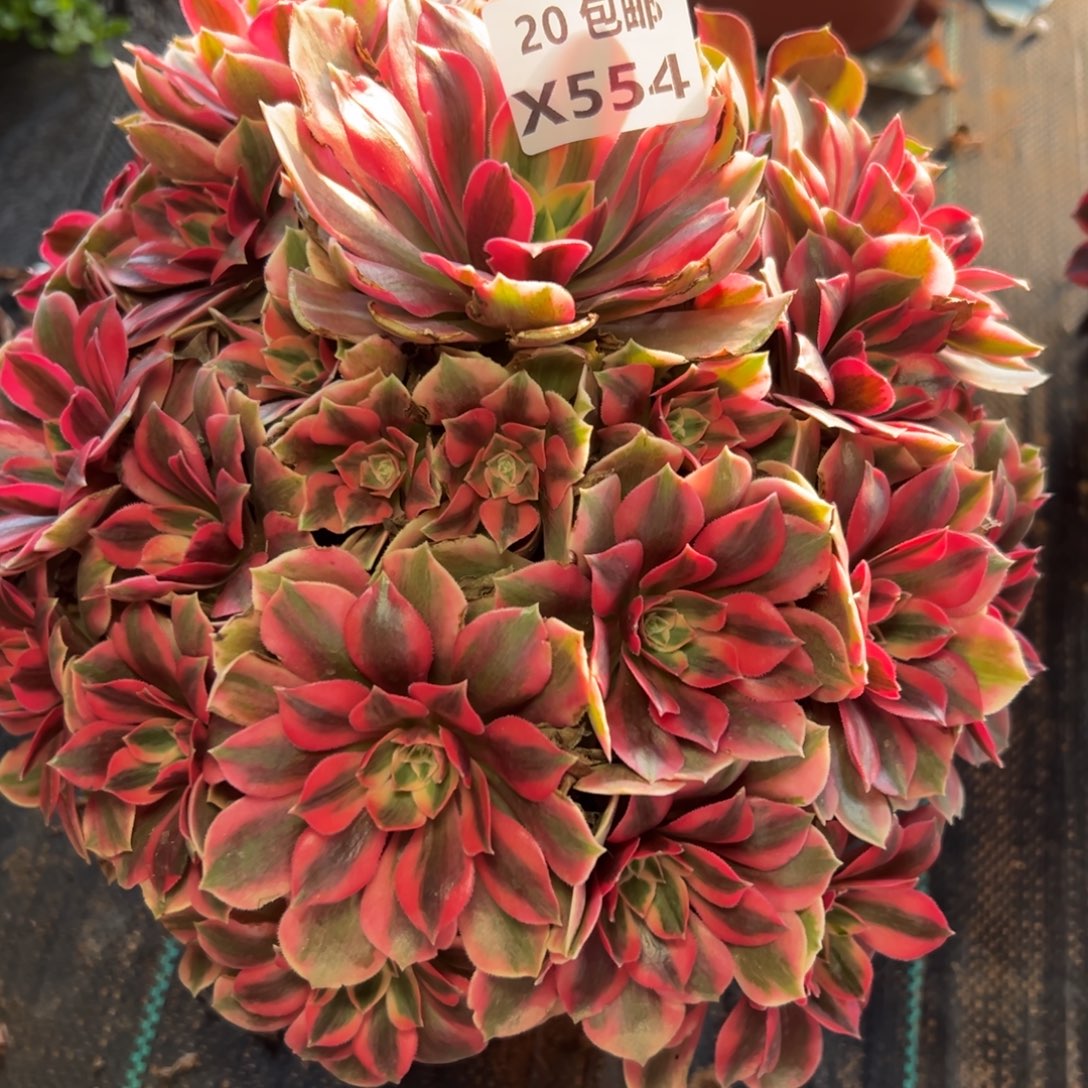 554女妖，满20包邮