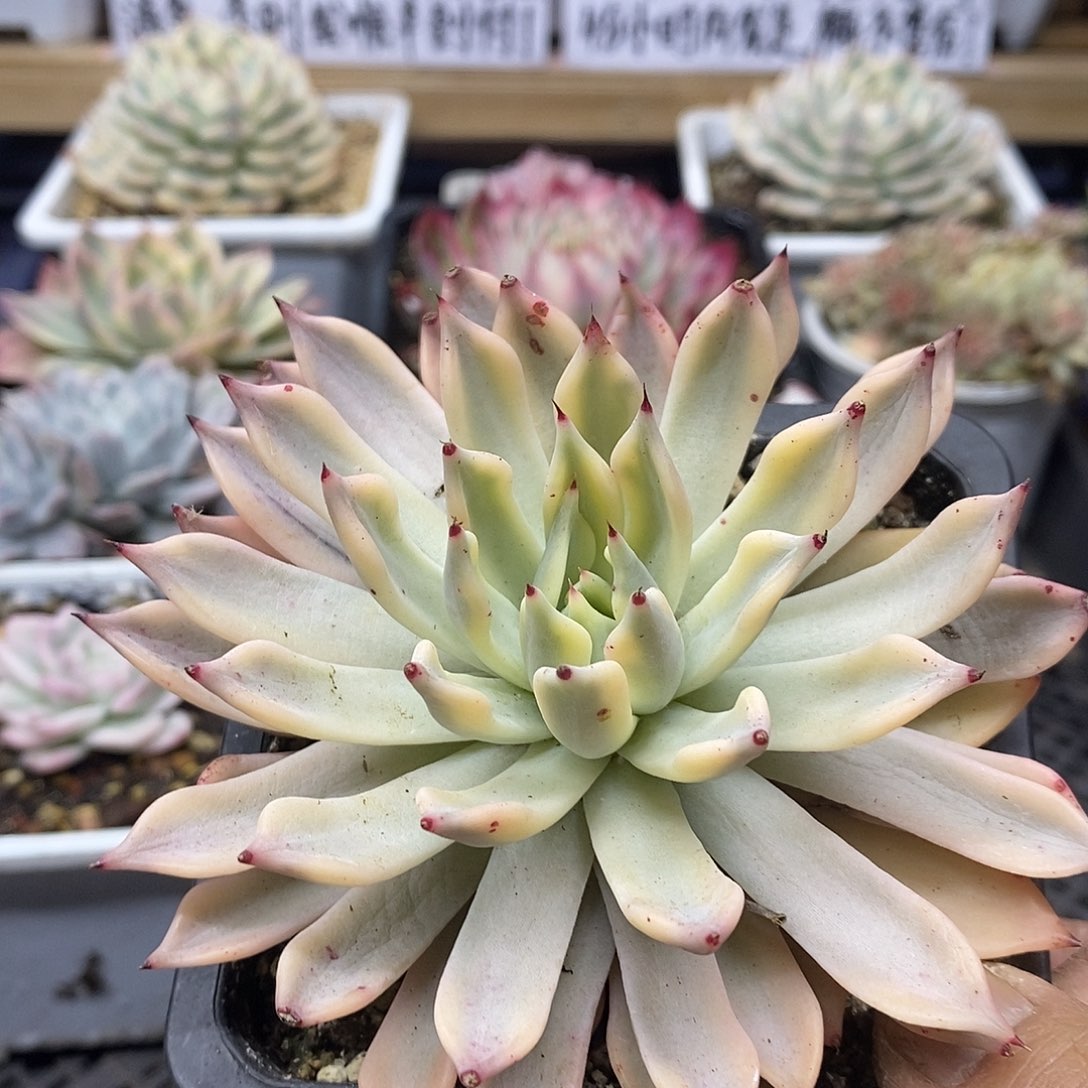 2643 红爪覆轮锦 需延时发货