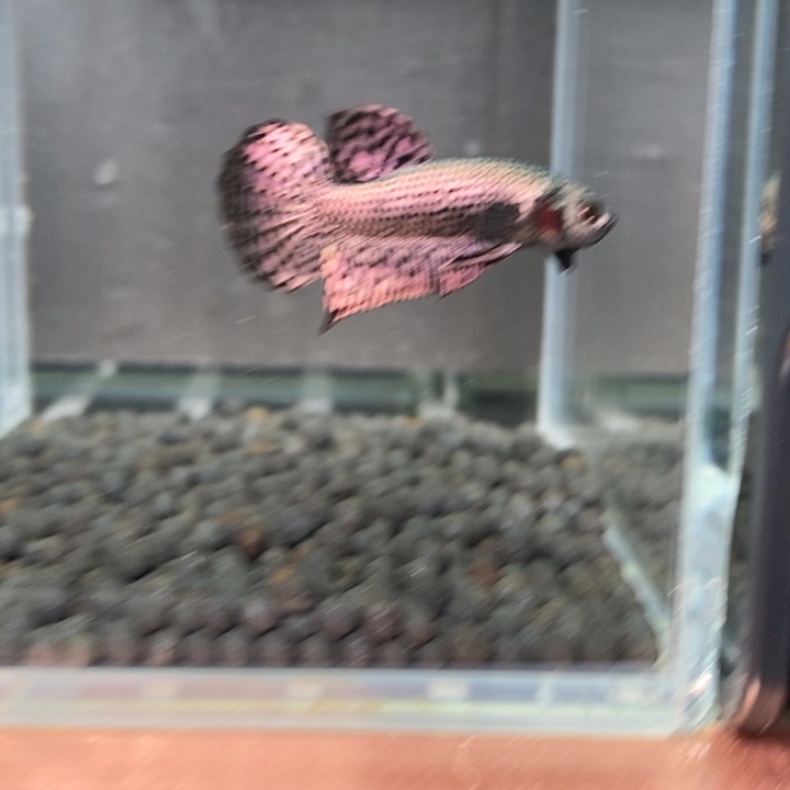 斗鱼泰国斗鱼477号