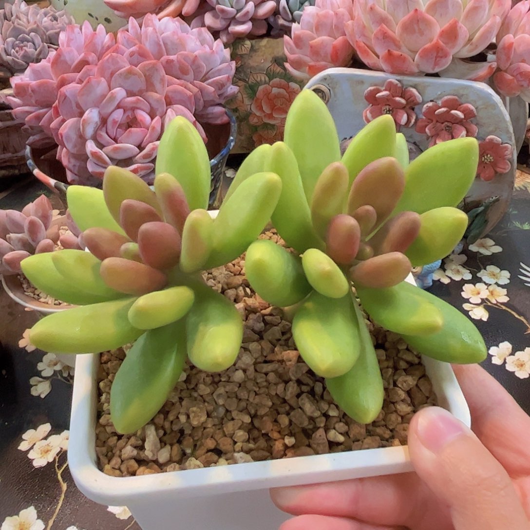 芒果奶糖心老桩多肉