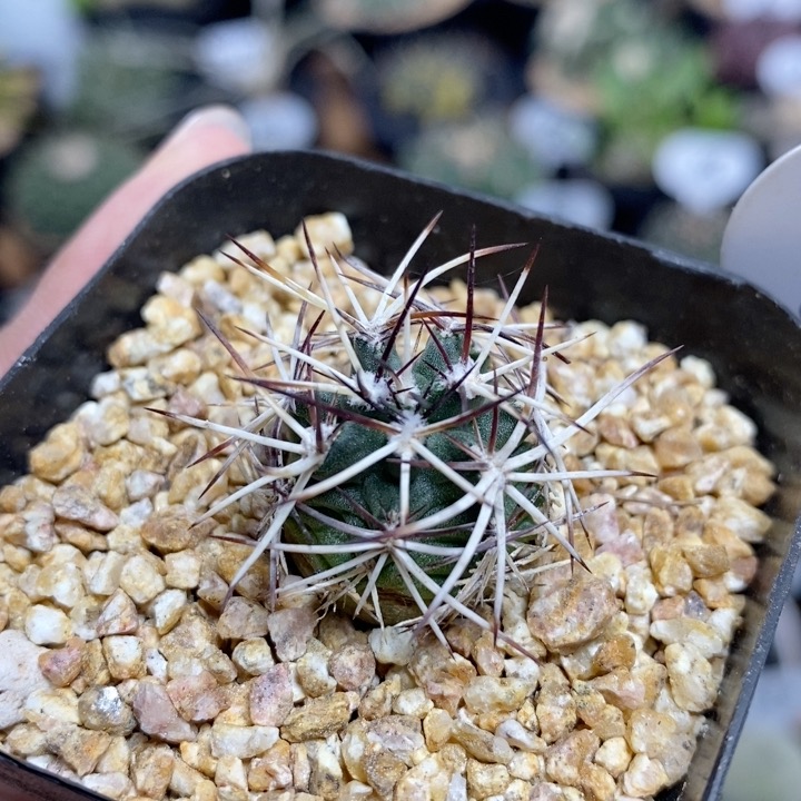 250号实生达氏青花虾2cm