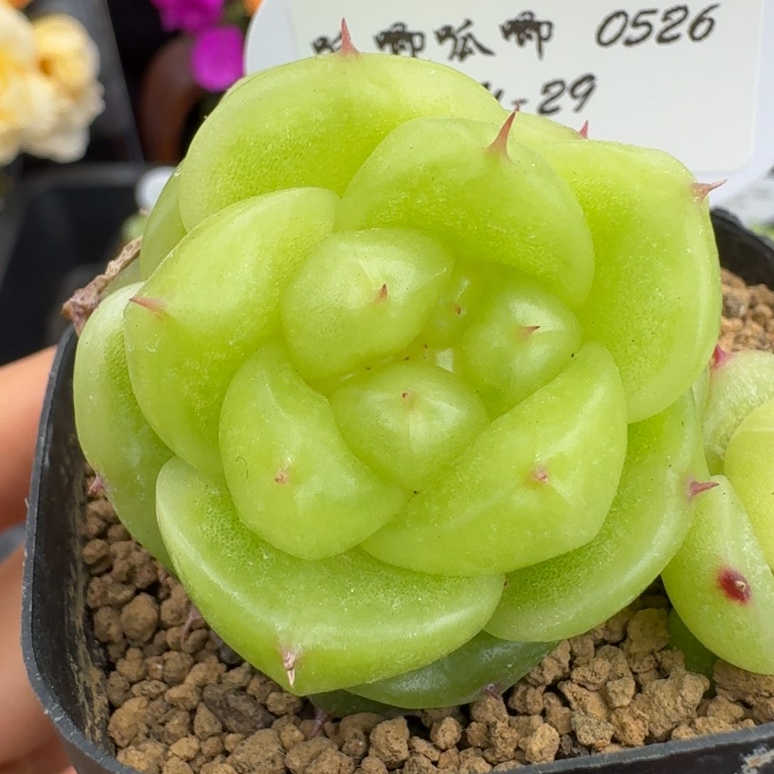 0526-29-宝拉双头一颗