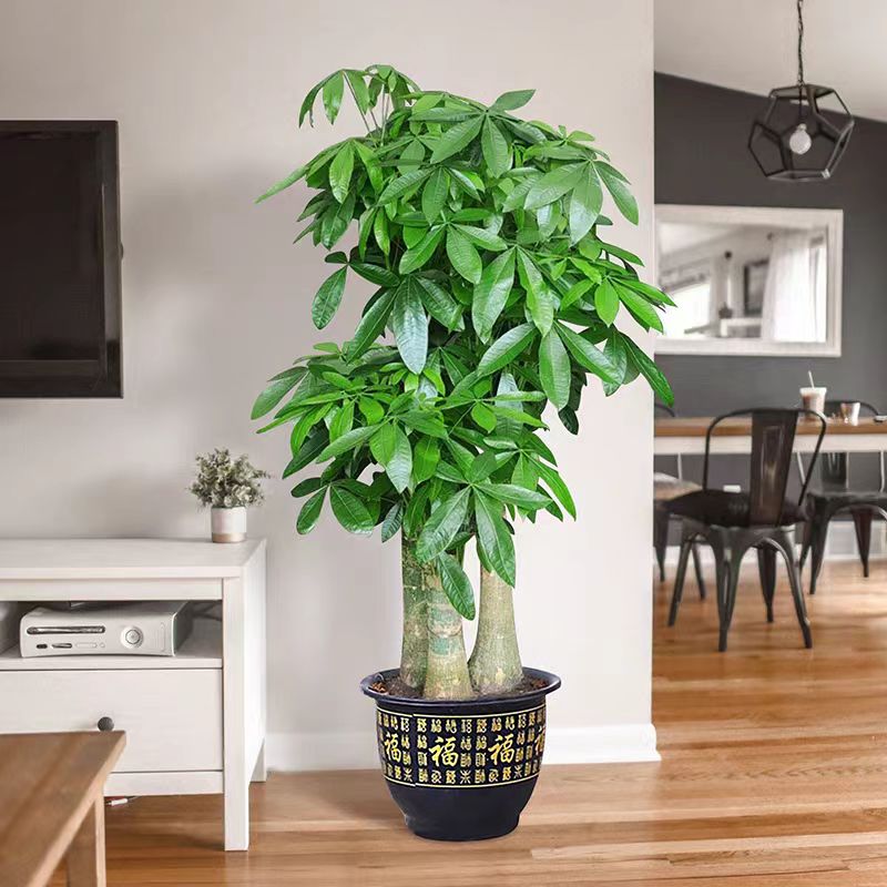 步步高发财树/室内盆栽/原盆原土基地直发/开业/乔迁/送礼佳品