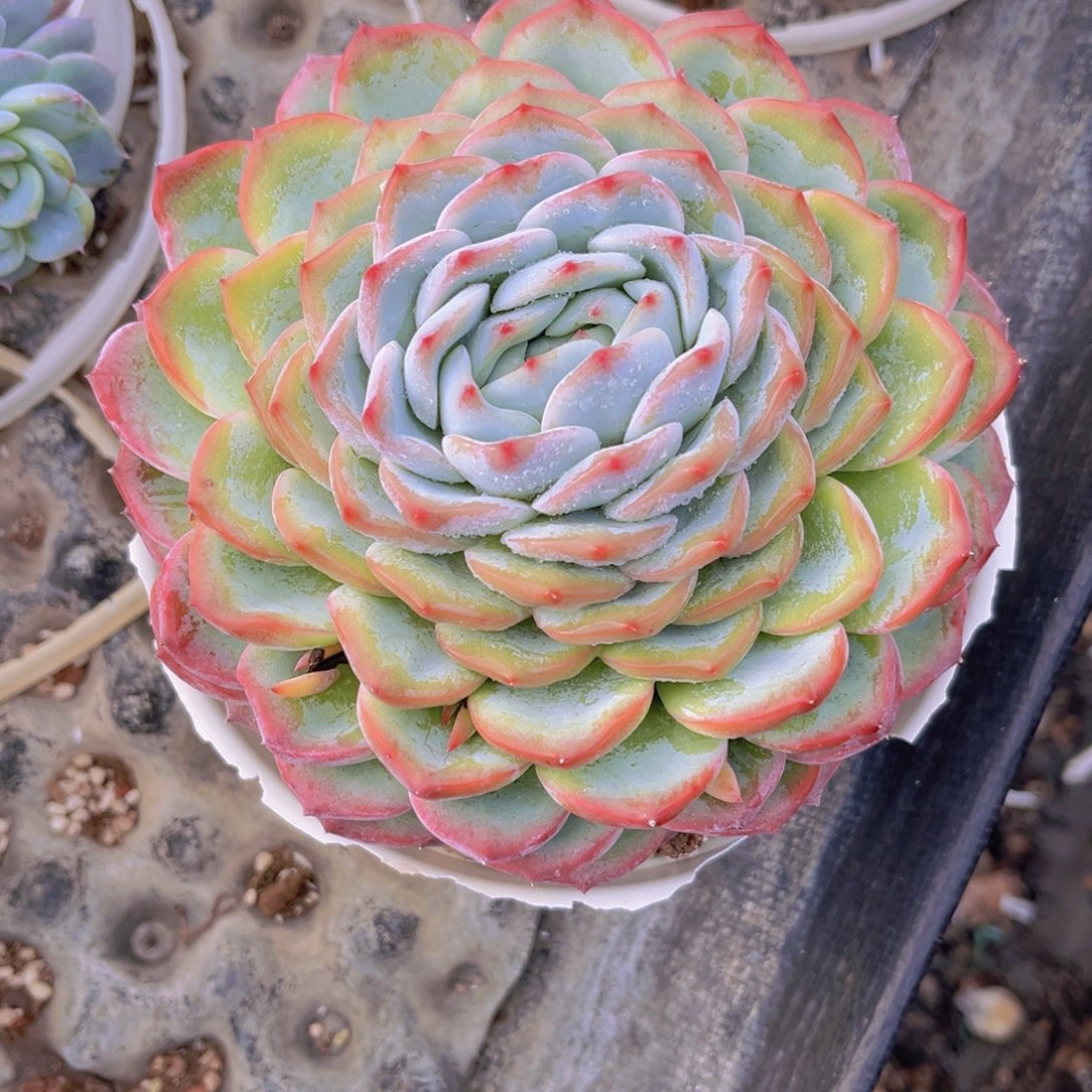 香提卡15公分99989888999“oo