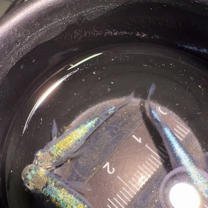 青鳉鱼一物一拍698