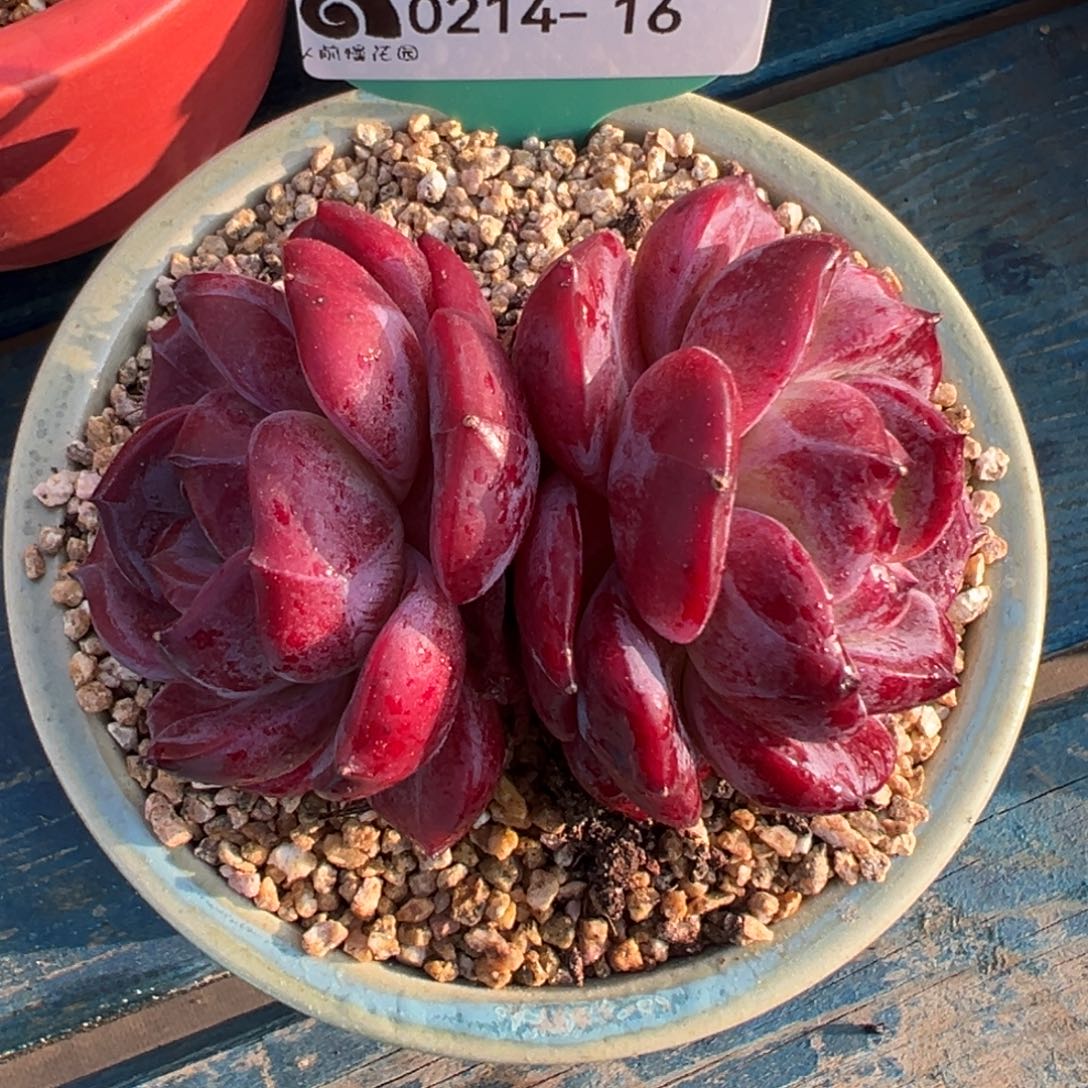 从前慢多肉精选编号0214.16