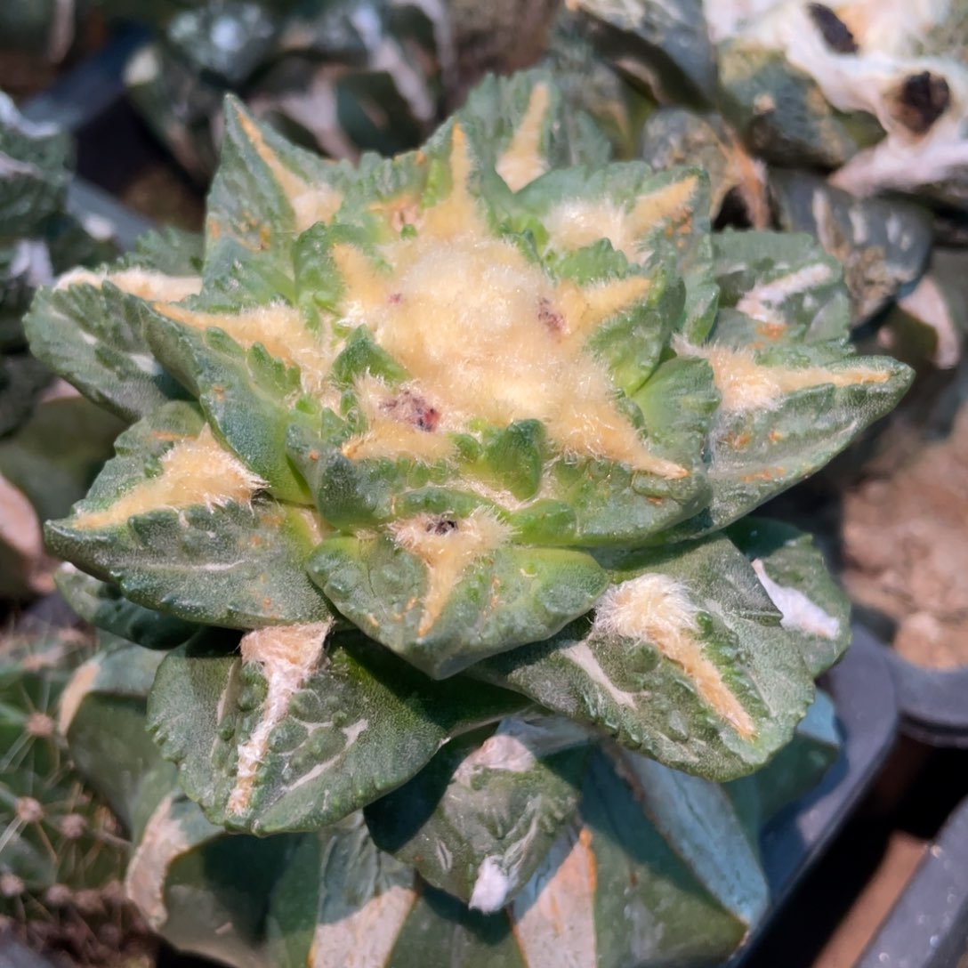 全部花朵龙牙翘犹龟124