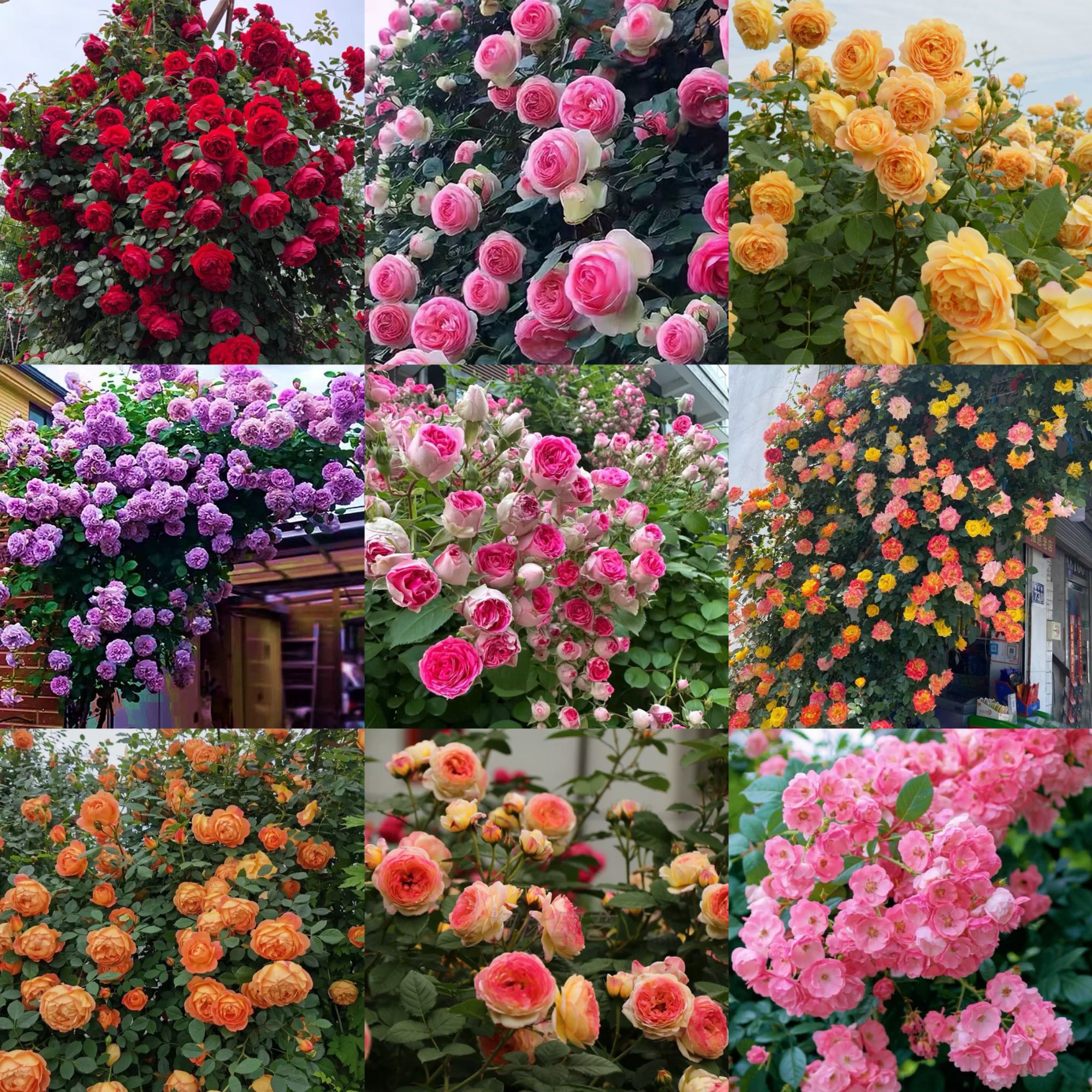 【爬藤月季小苗-3棵包邮】大花浓香四季开花庭院阳台爬藤月季
