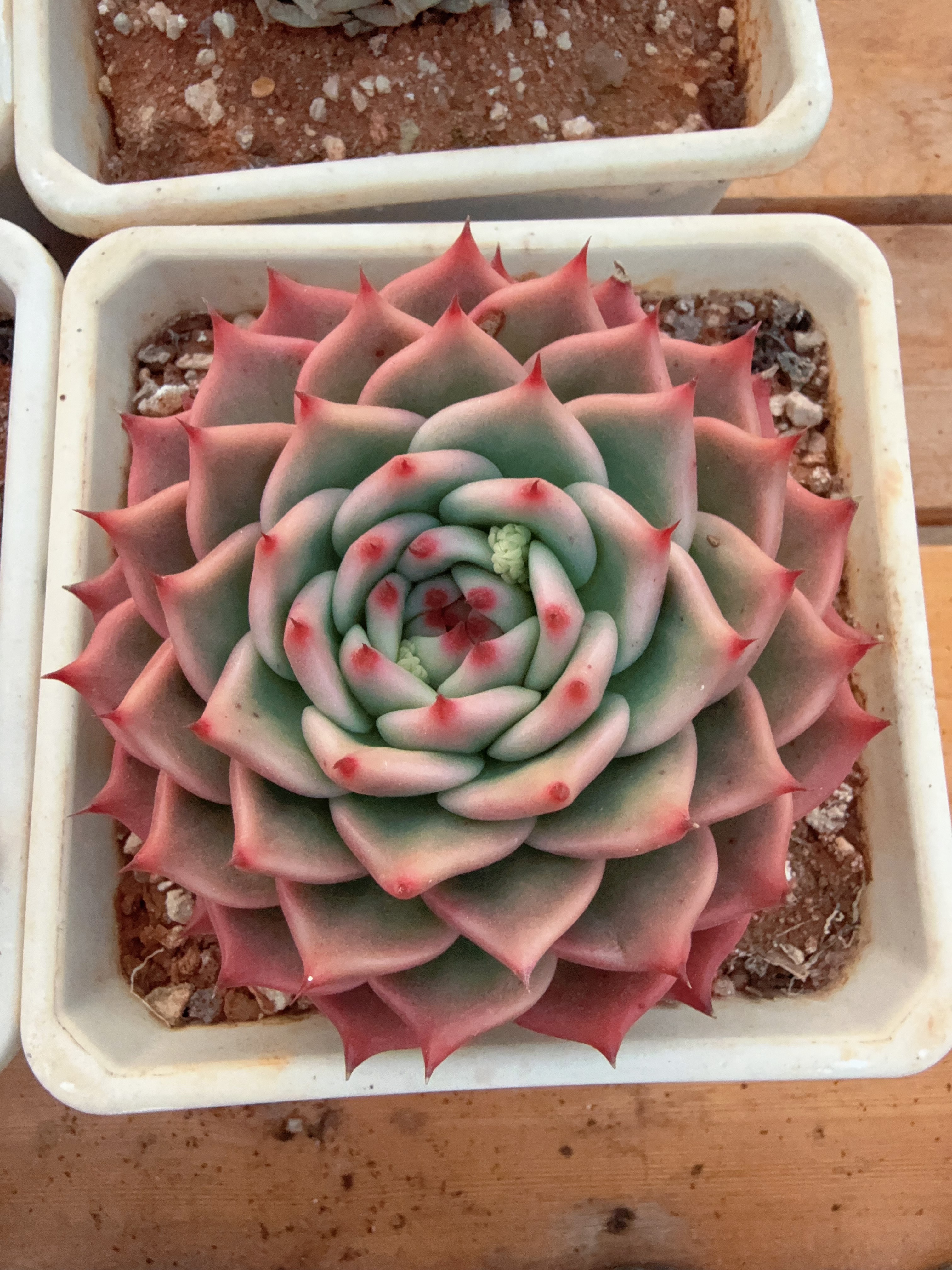 140#空气帕奇单头（8-12cm）脱土