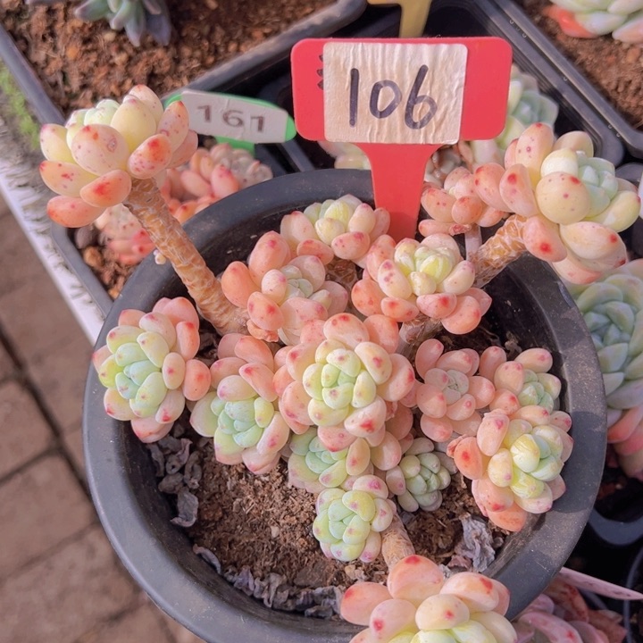 健健康康平平安安