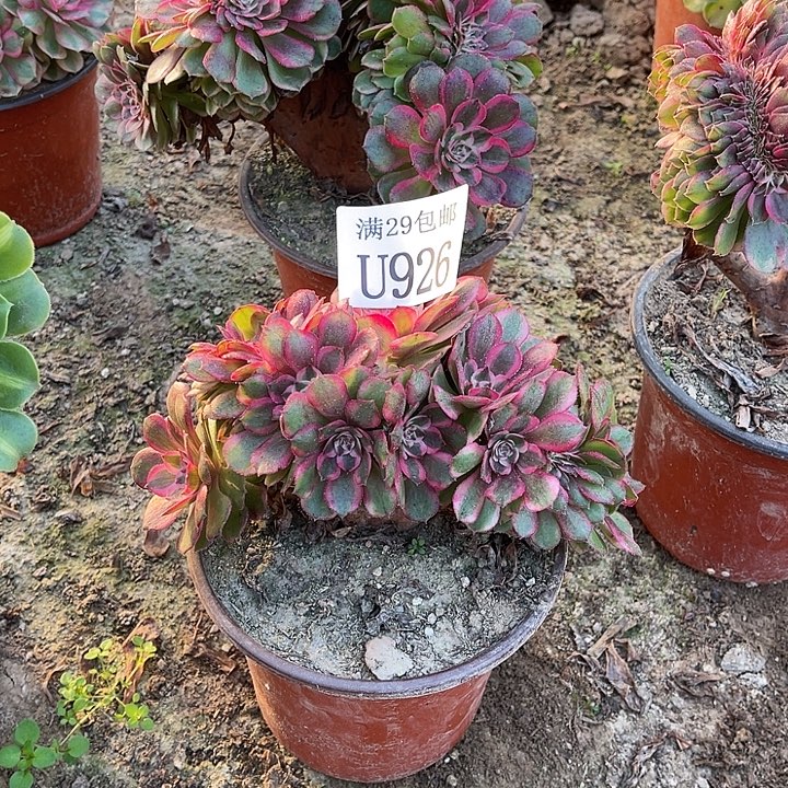 926荔枝缀     多肉植物      