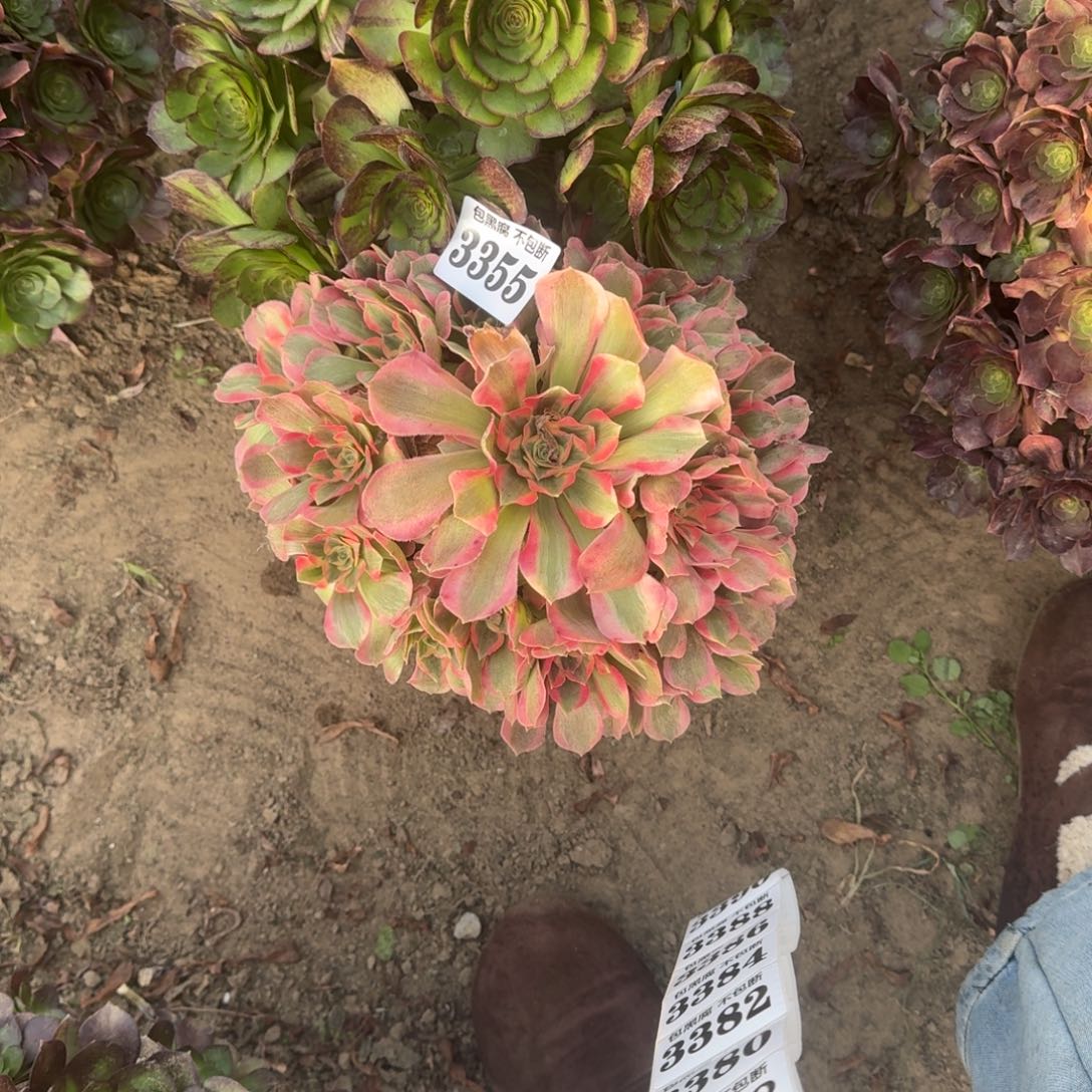 法师女郎 墨染 17-14 3355