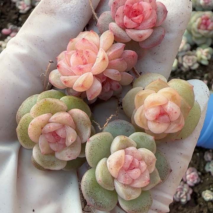 32 号王者系列多肉一盒