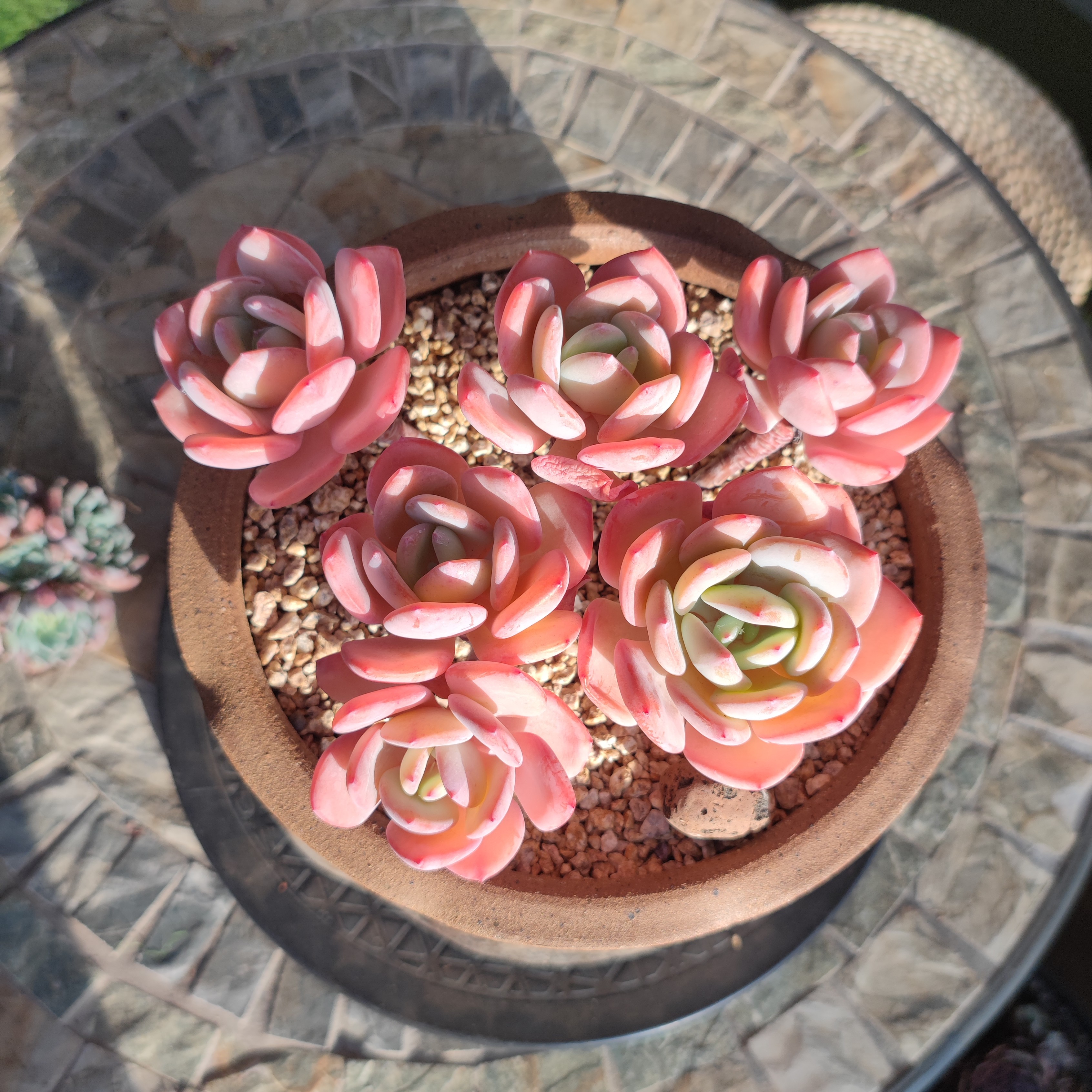 多肉植物 白月光-4