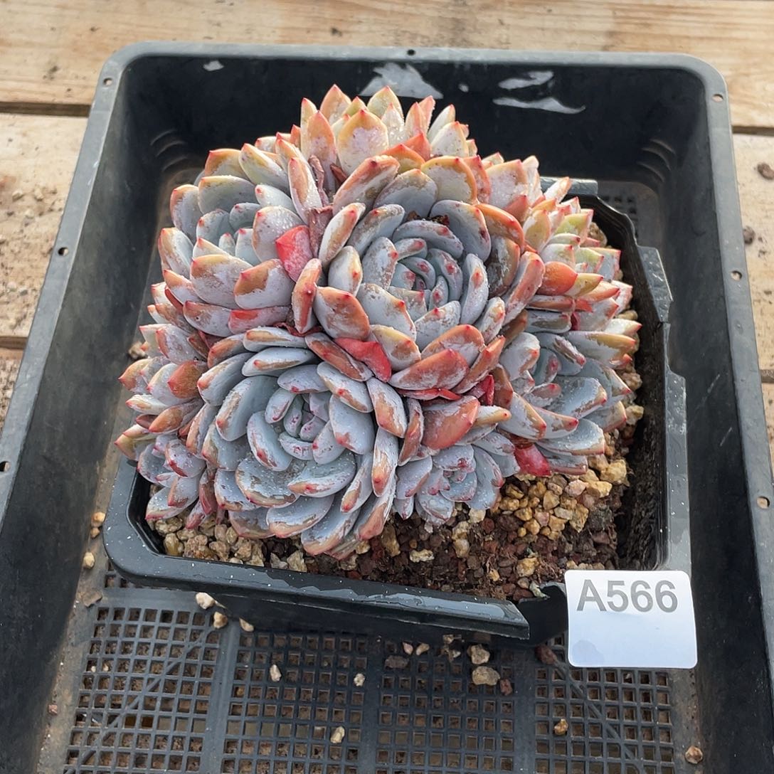 566多肉植物多肉植物