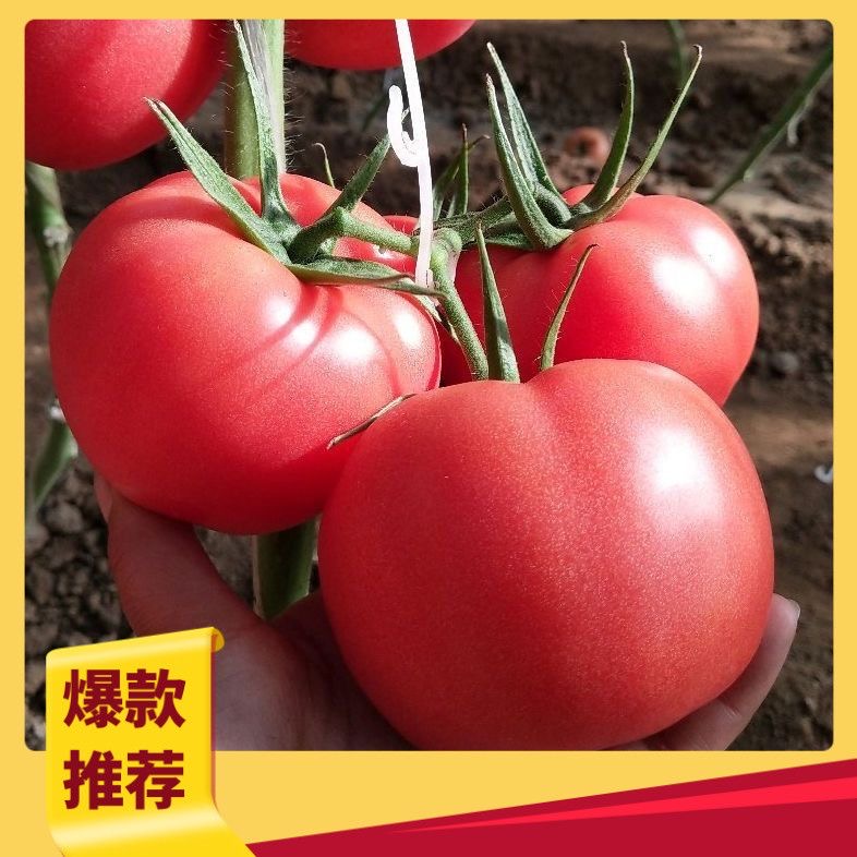NN云南高原水果西红柿新鲜采摘自然成熟沙瓤番茄老少皆宜