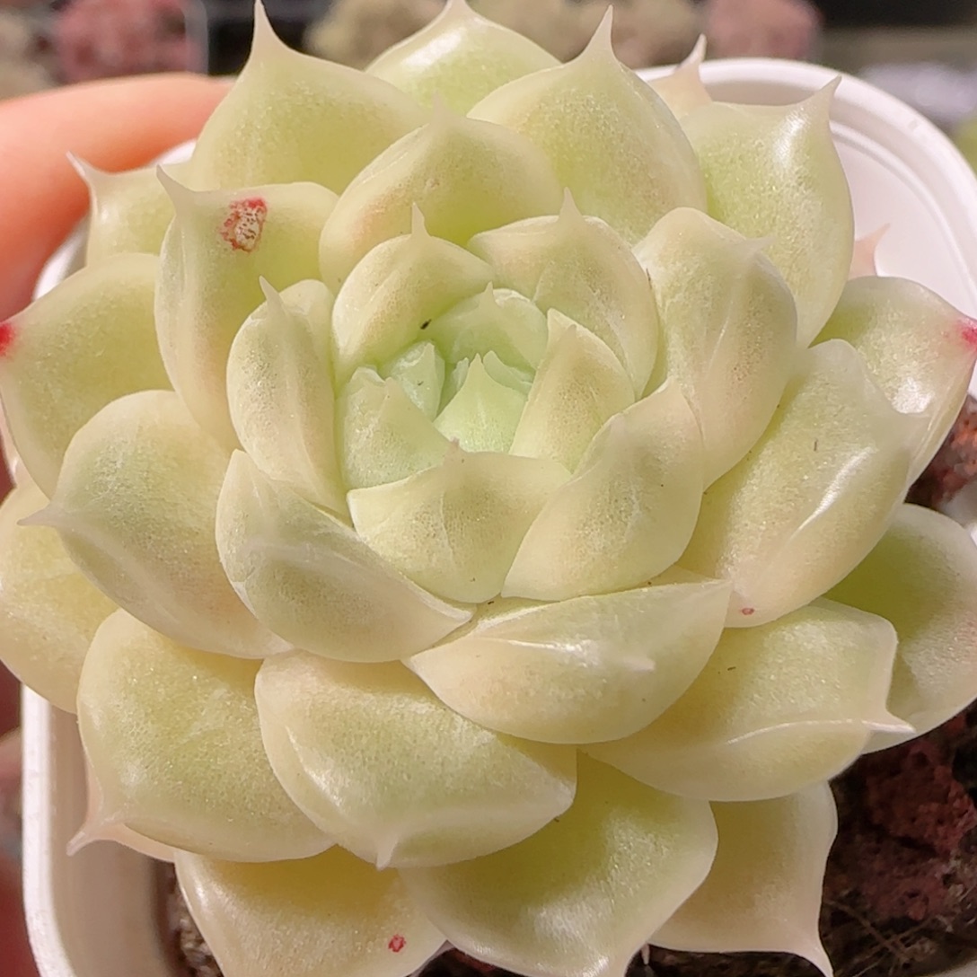 花语多肉1226-36叶伤