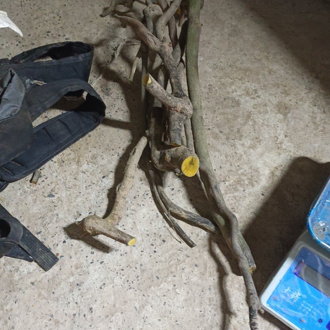 金弹子盆景素材老庄