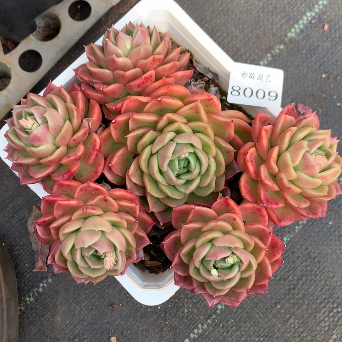 8009杂交多肉老桩