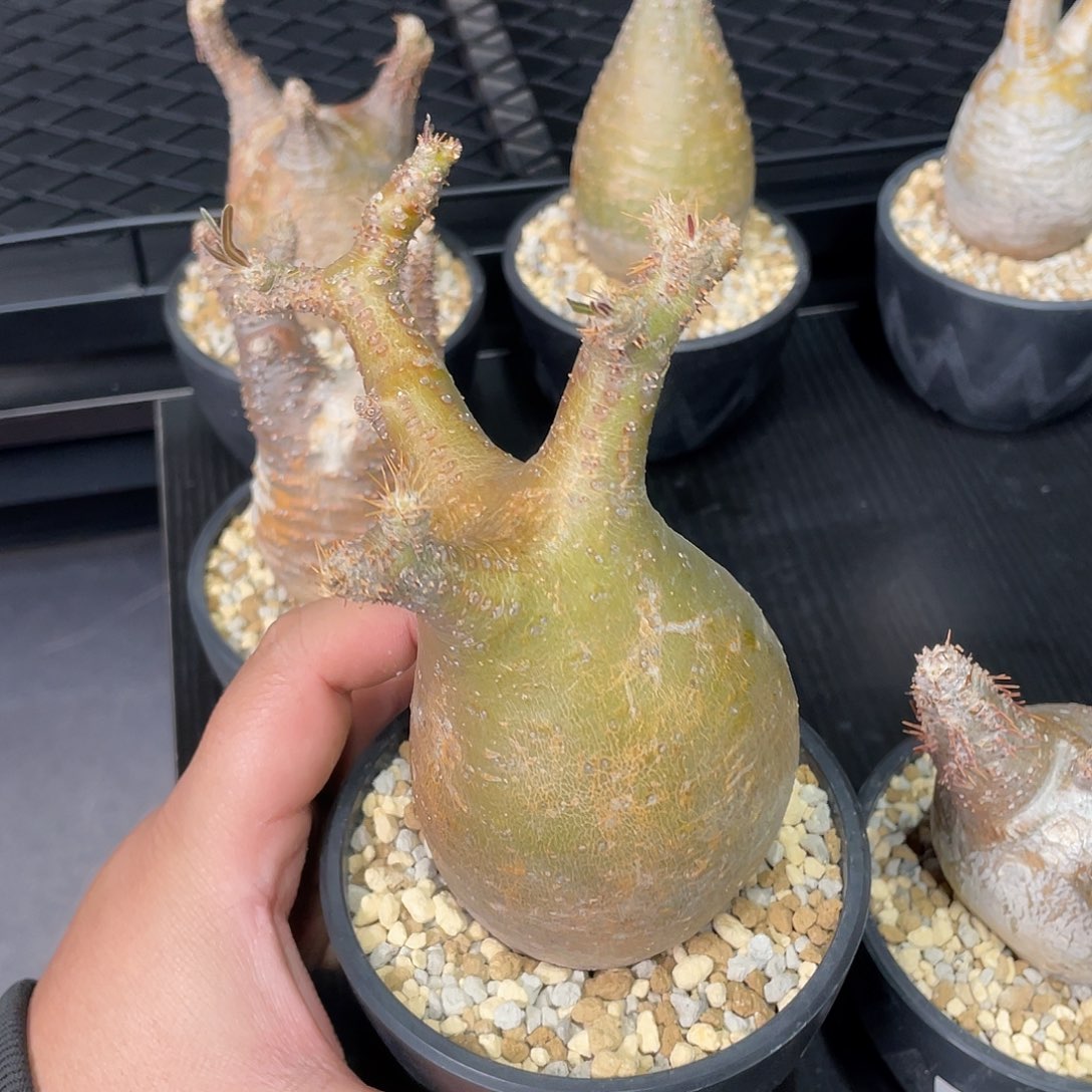 象牙宫带盆包邮哦