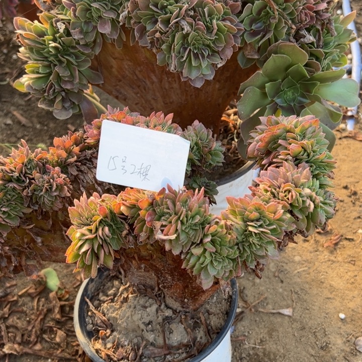 无***鸟15号2颗多肉植物，不包断头