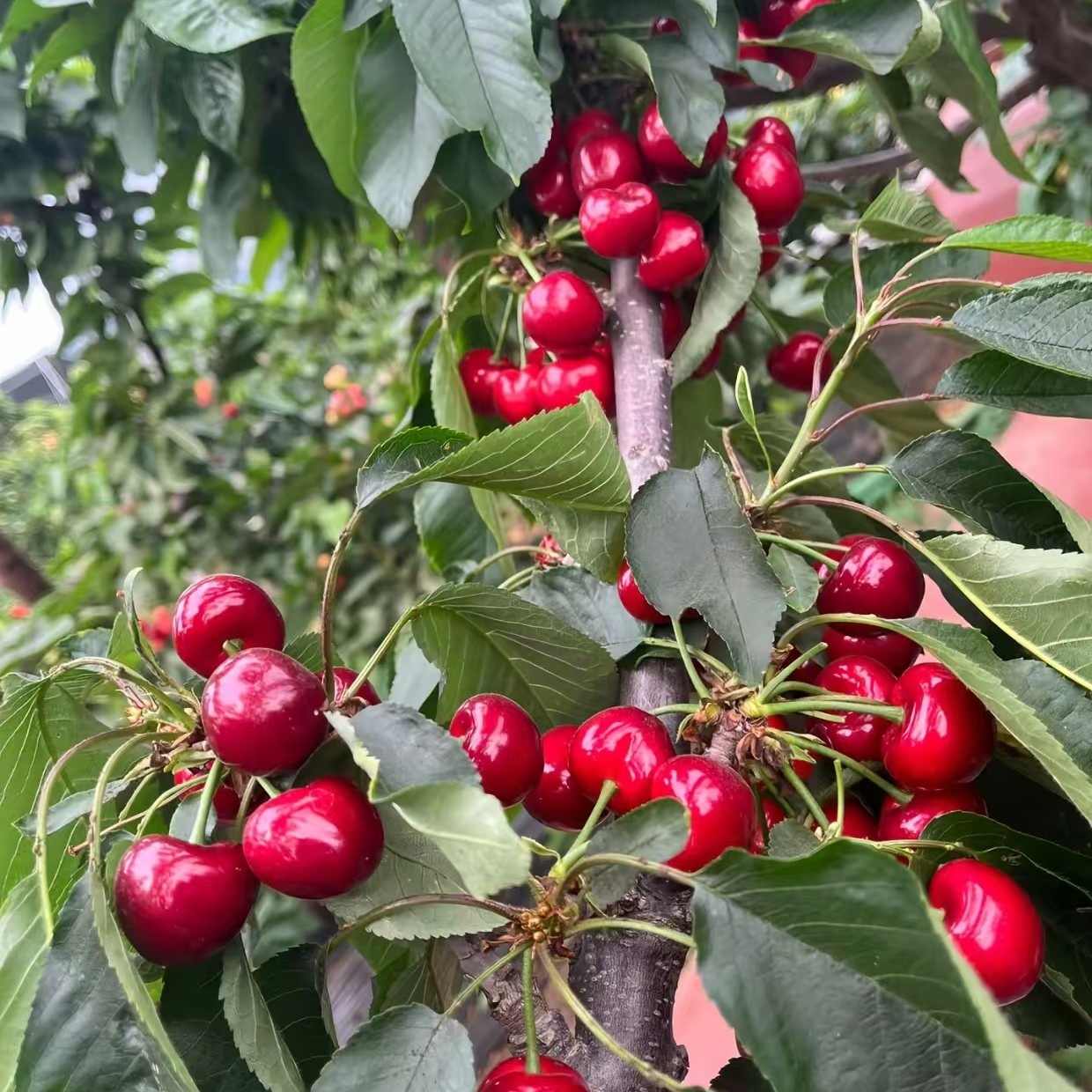 露天山东酸口萨米脱大樱桃！49.9起J五斤装红蜜