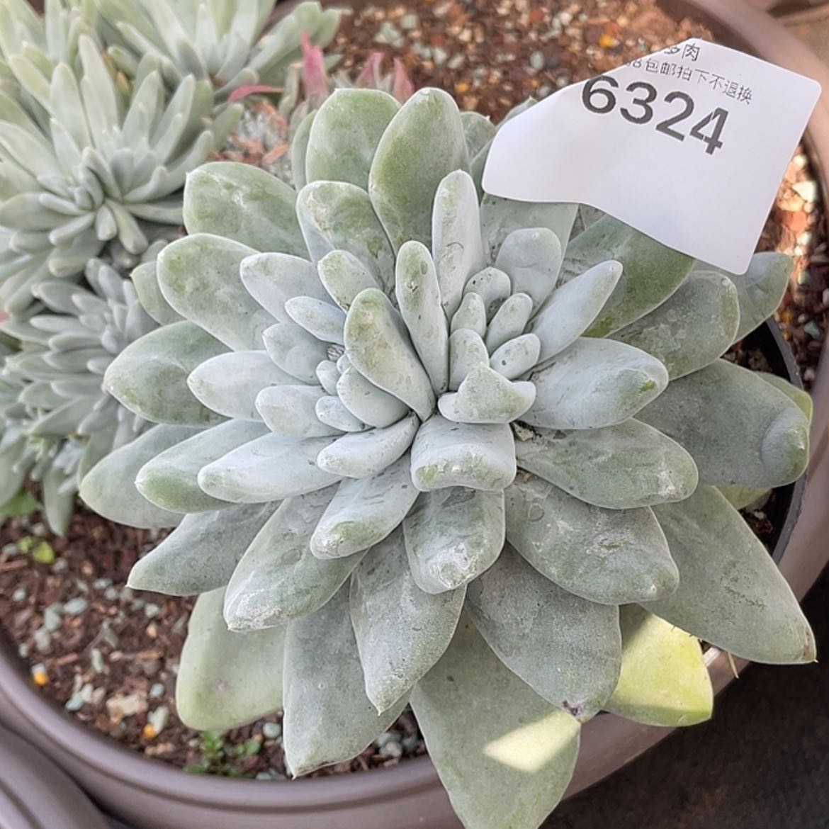 【闪购商品】拇指三代杂