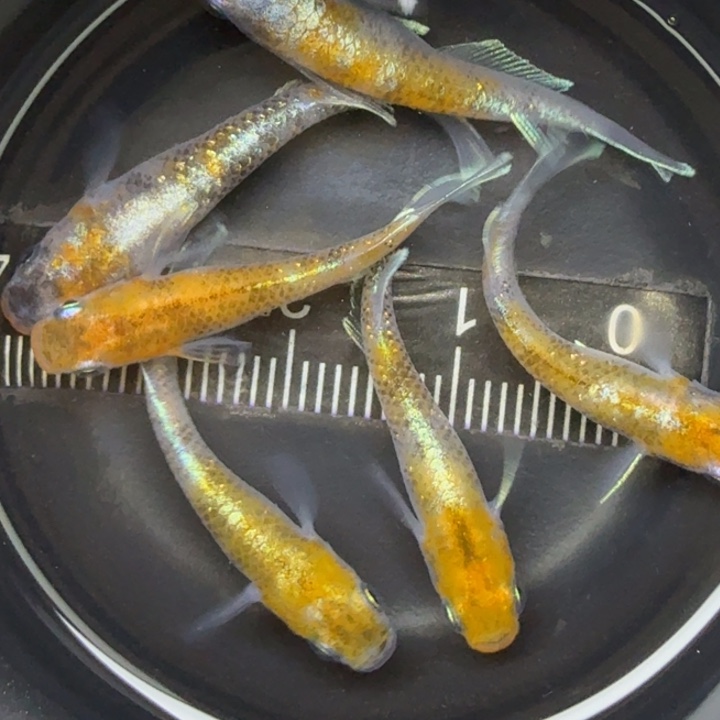 青鳉鱼04青鳉35号