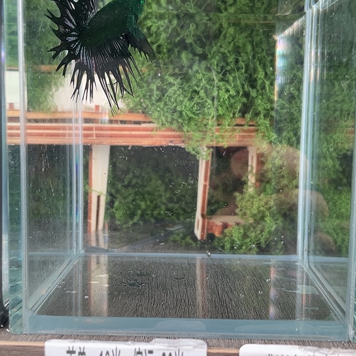 斗鱼活体不退不换 谢谢