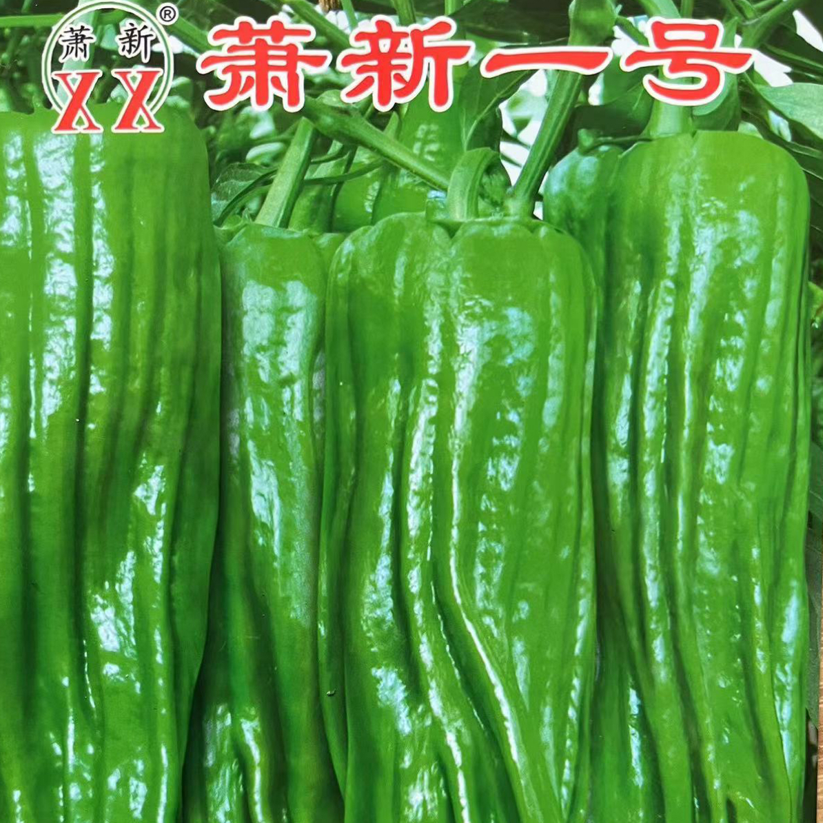 萧新一号薄皮辣椒苗500颗起发