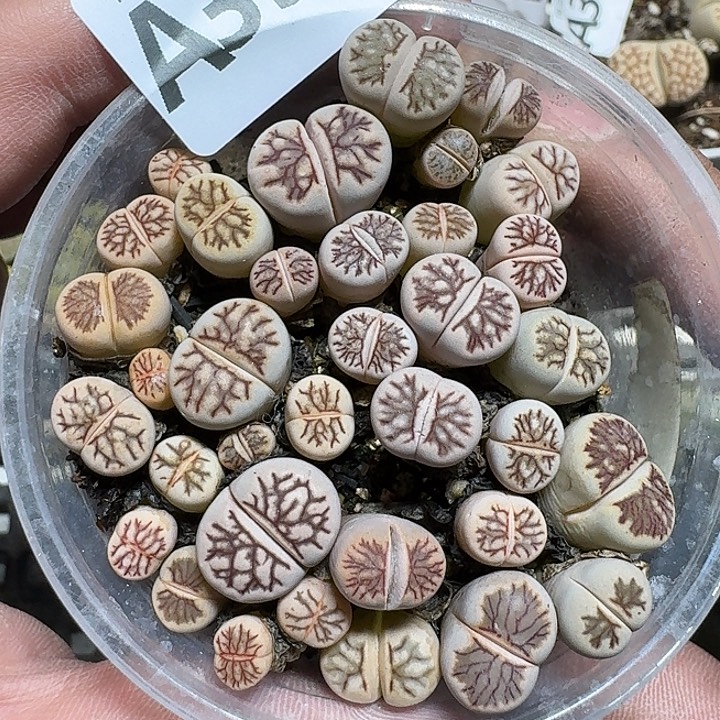 334 多肉植物多肉植物