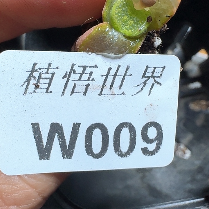 009盒多肉植物哇f g