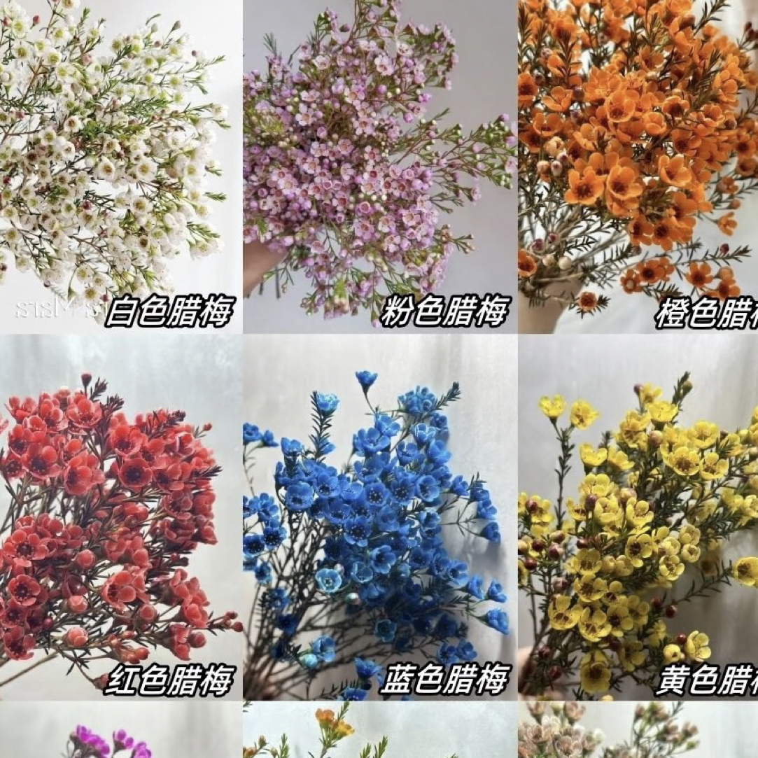 进口腊梅鲜花水培养鲜枝平头多色鲜切花家庭插花年宵花客厅摆件