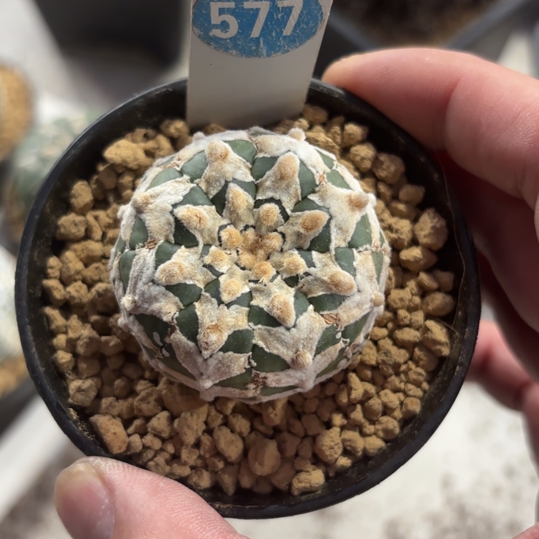 577实生泰系V字兜带盆带土