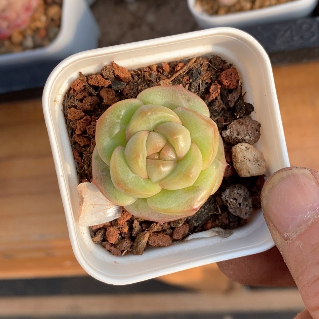 精品多肉一物一拍不包整89