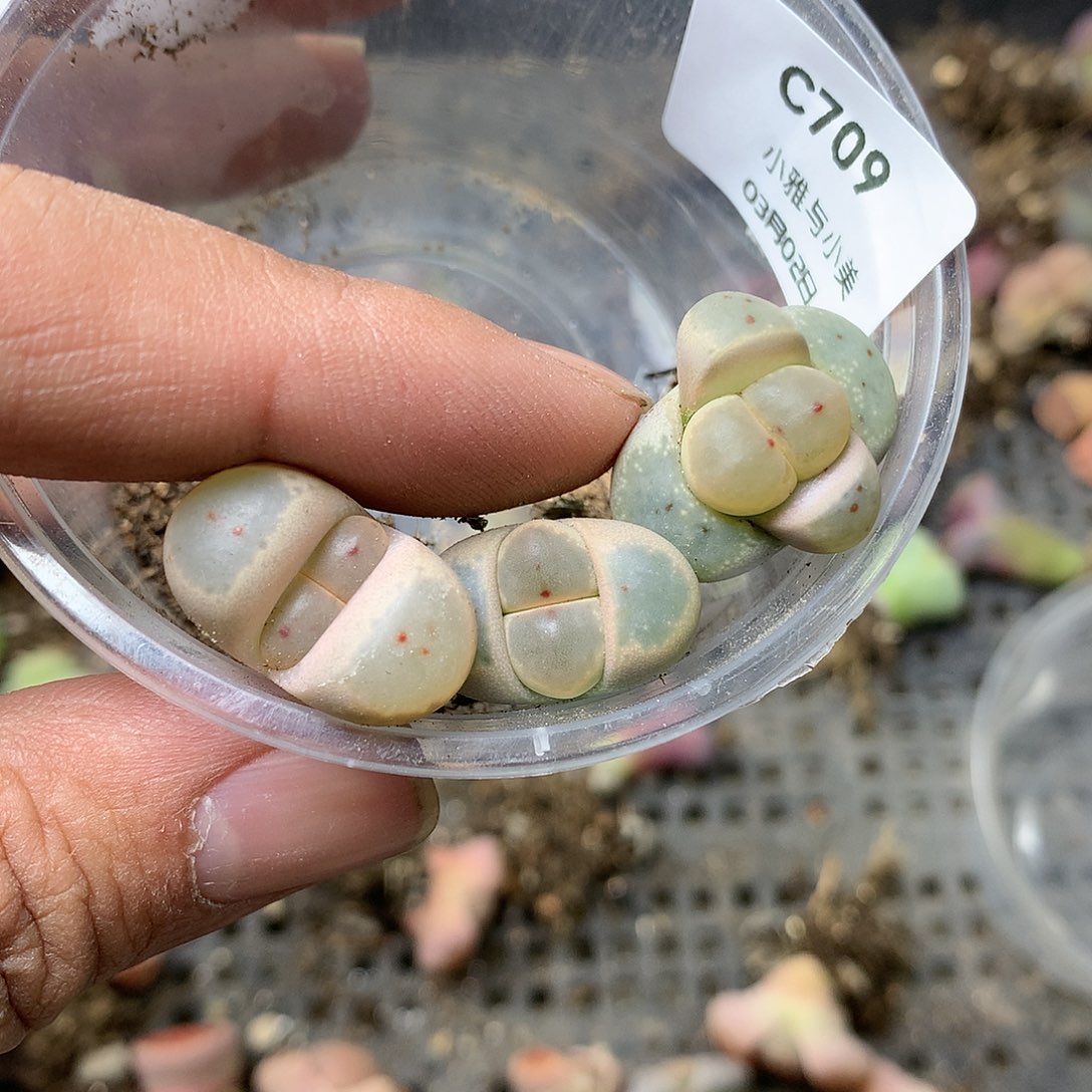 C709多肉植物保护