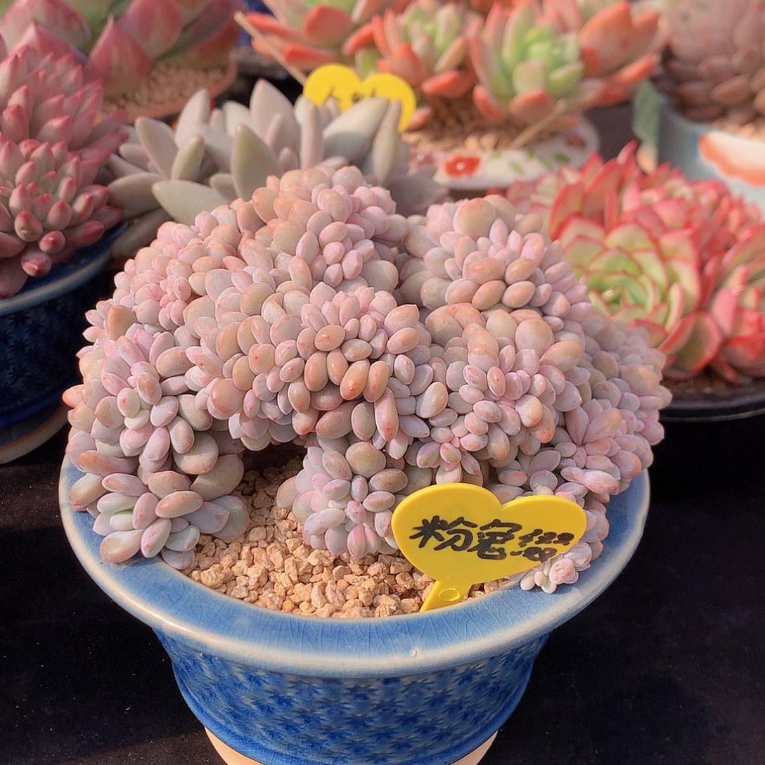 阿***璃粉兔多肉一物一拍