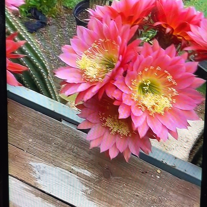 飞碟毛花柱7厘米起球