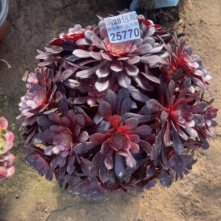 25770黑多肉植物花